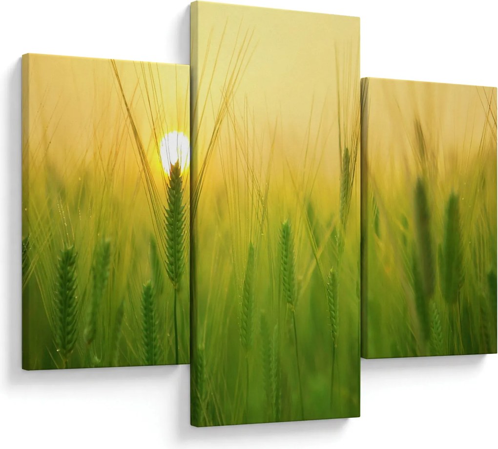 Obraz - Pole s obilím (90x60 cm)