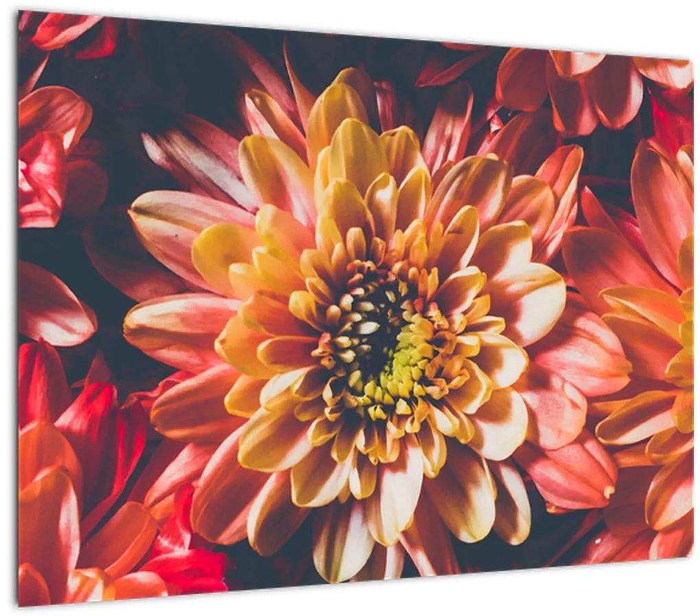 Sklenený obraz - Chryzantémy (70x50 cm)