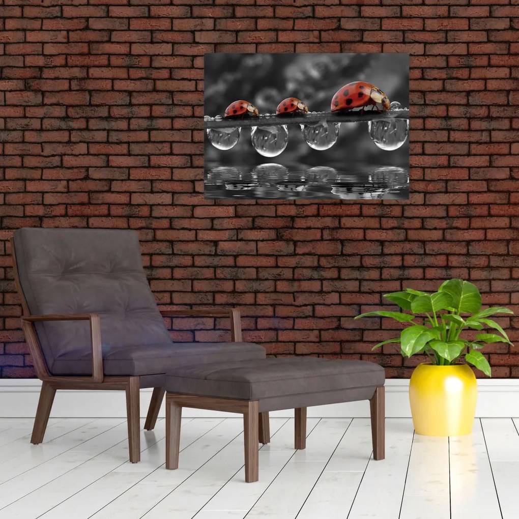 Sklenený obraz - Lienka sedembodková, čiernobiela (70x50 cm)