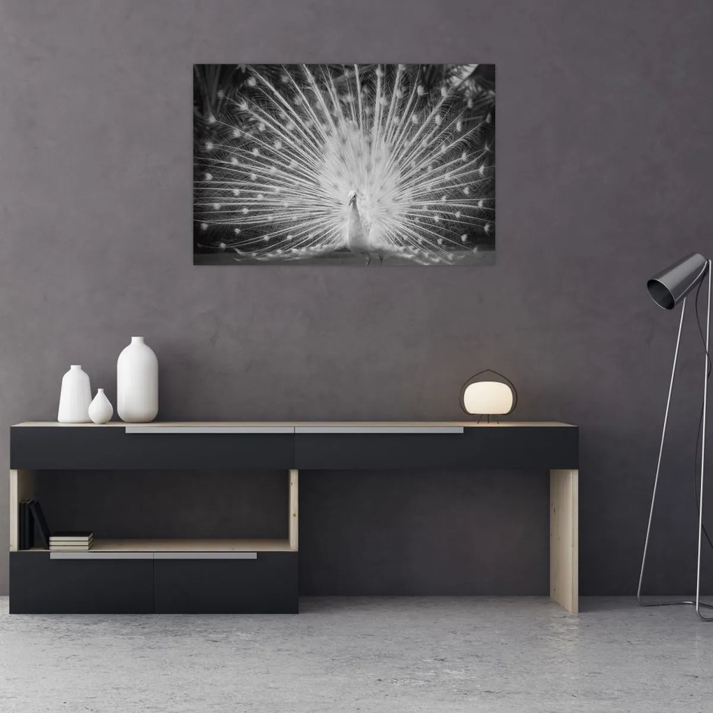 Obraz - Biely páv (90x60 cm)