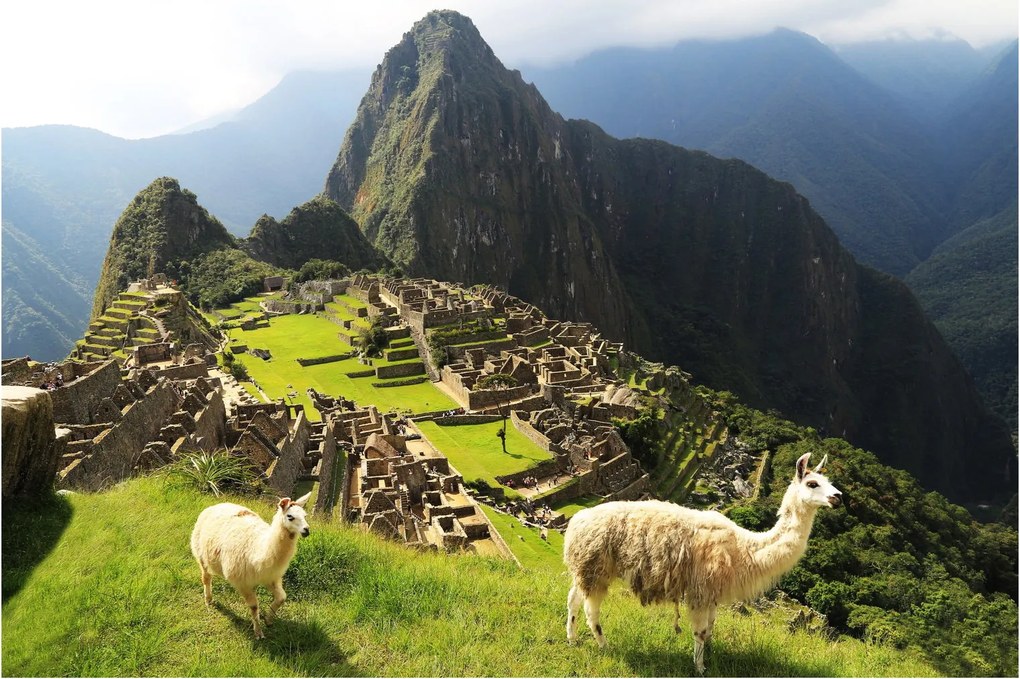Obraz - Lamy v Machu Picchu (90x60 cm)