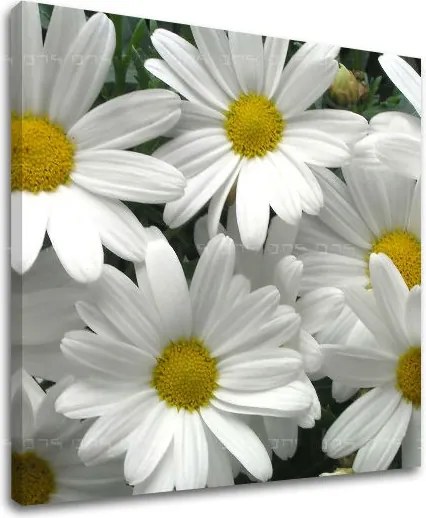 Obraz na stenu KVETY XOBKV106E12 - 70x70 cm