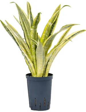 Sansevieria lauren 15/19 výška 55 cm