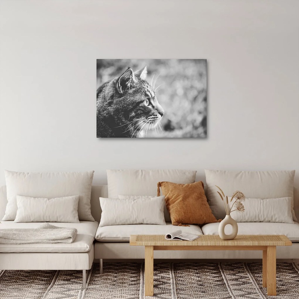 Obraz - Mačka (70x50 cm)