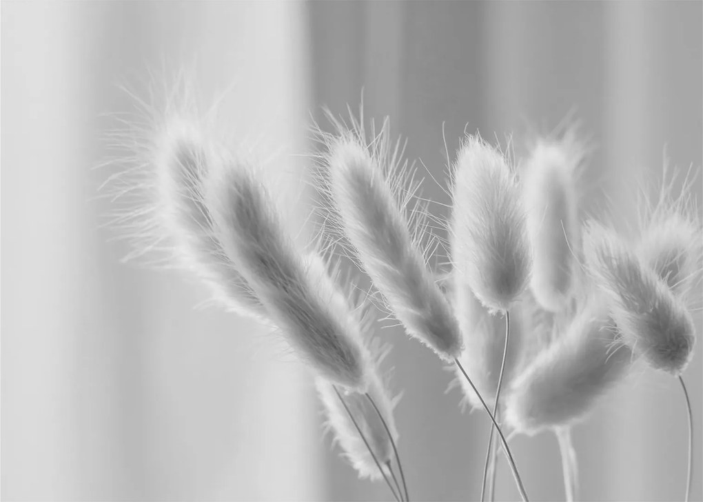 Obraz - Bunny tail grass (70x50 cm)