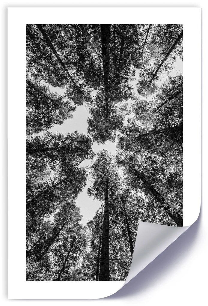 Gario Plagát Koruny stromov Farba rámu: Bez rámu, Rozmery: 30 x 45 cm