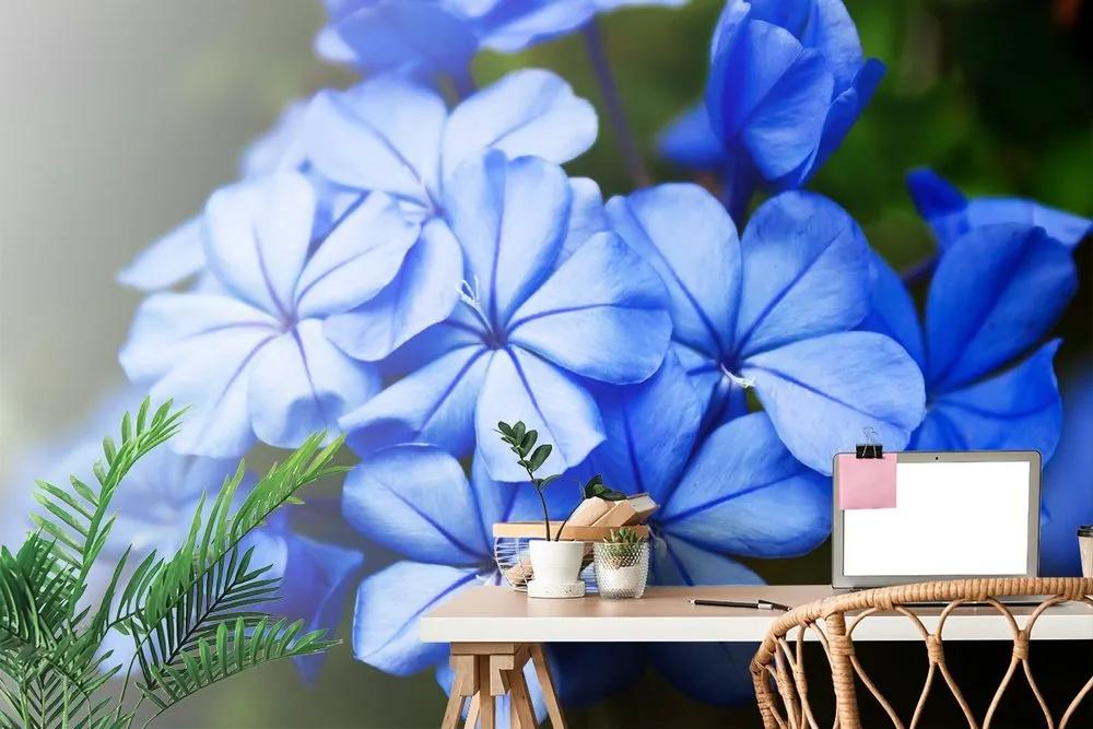 Samolepiaca fototapeta divoké modré kvety - 225x150
