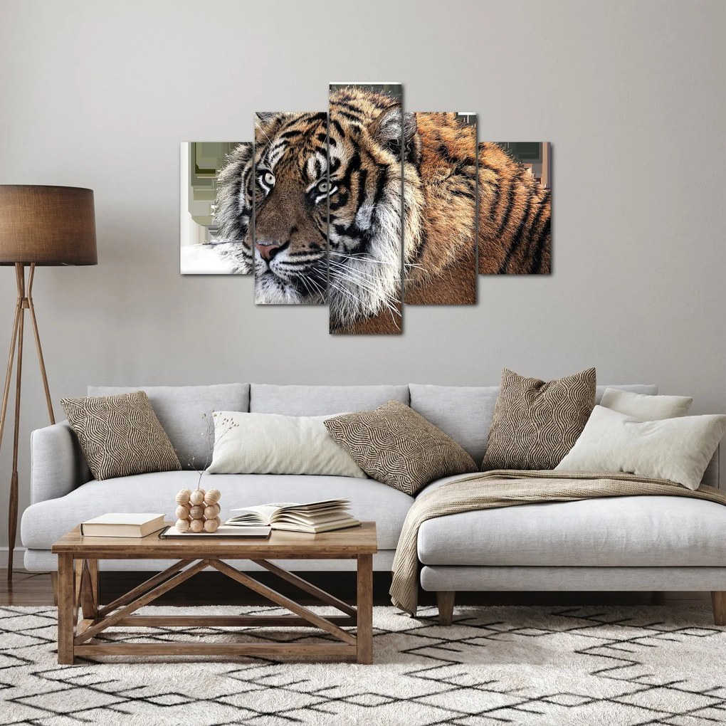 Obraz tigra (150x105 cm)