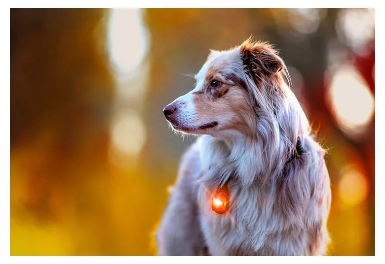 LED svetlo na obojok Amber – Orbiloc