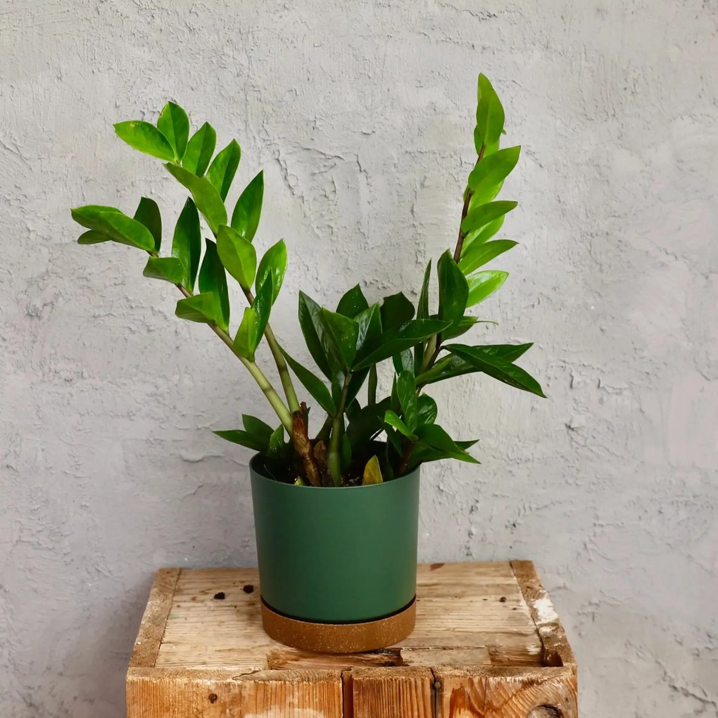 Zamioculcas Zamiifolia