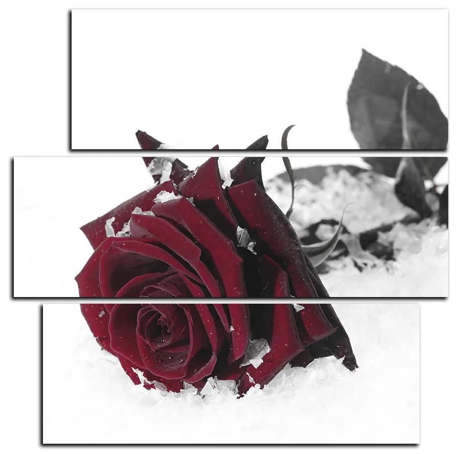 Obraz na plátne - Ruža na snehu - štvorec 3103FC (105x105 cm)