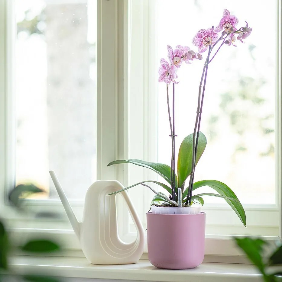 Plastia Samozavlažovací kvetináč Tolita Air ružová, pr. 16 cm, pr. 16 cm