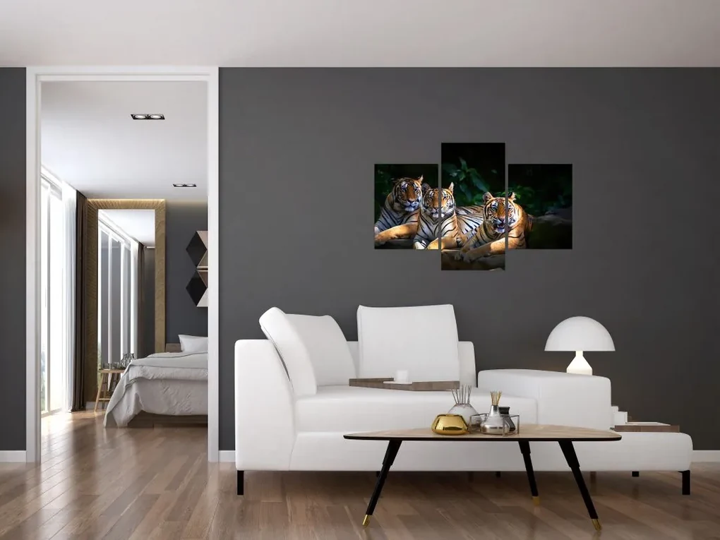 Obraz - Tigrii bratia (90x60 cm)