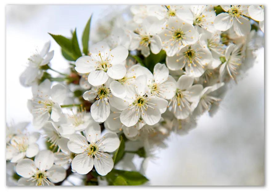 Foto obraz fotografie na skle Kvety višne pl-osh-100x70-f-85335086