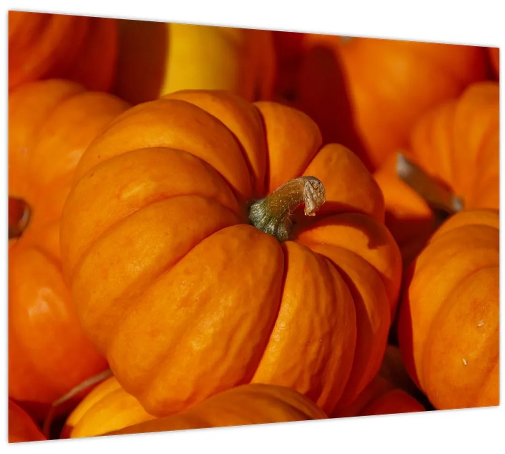 Sklenený obraz - Veľké tekvice (70x50 cm)