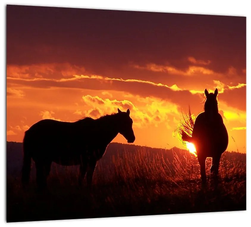 Obraz - kone pri západe slnka
