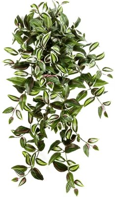 Wandering jew hanging bush (x12) 70 cm