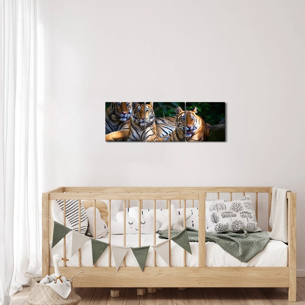 Obraz - Tigrii bratia (s hodinami) (90x30 cm)