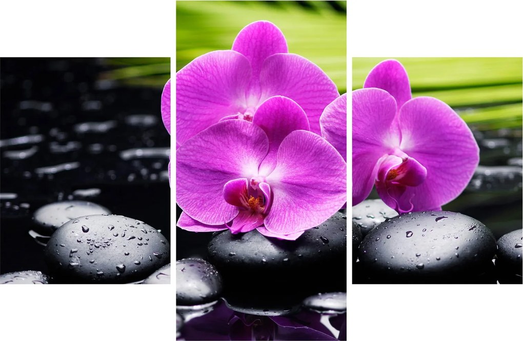 Obraz - Orchidey (90x60 cm)