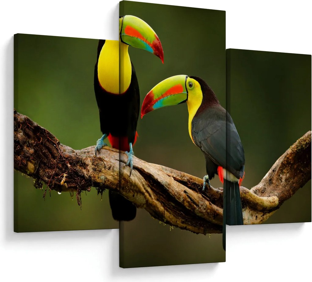 Obraz sediacich tukanov, Costa Rica (90x60 cm)