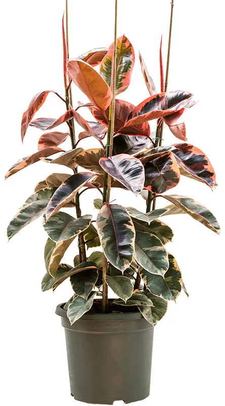 Ficus elastica "Belize" 3PP 38x135 cm