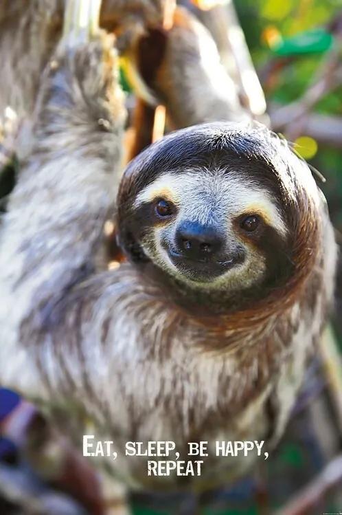 Plagát, Obraz - Smile - Sloth, (61 x 91.5 cm)
