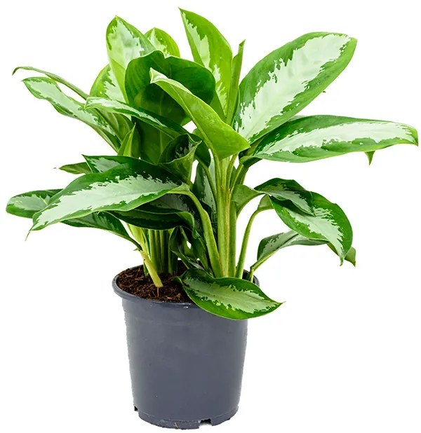 Aglaonema diamond bay 24x65 cm