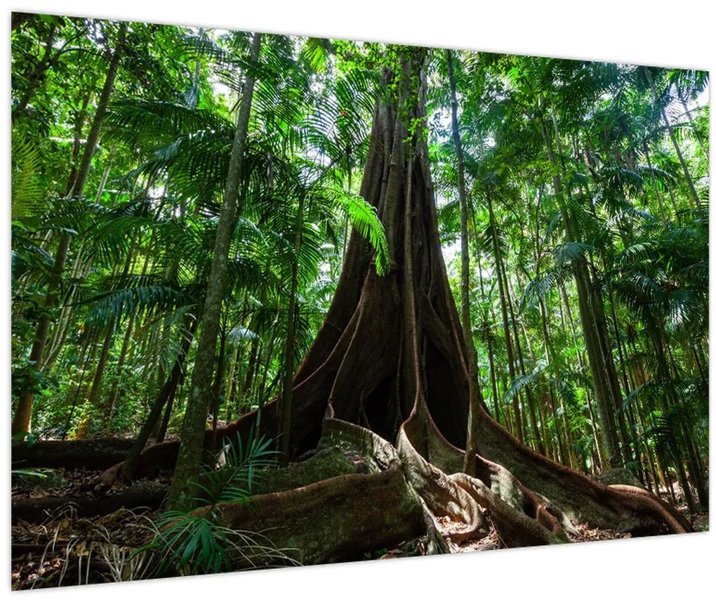 Obraz - Korene stromu (90x60 cm)