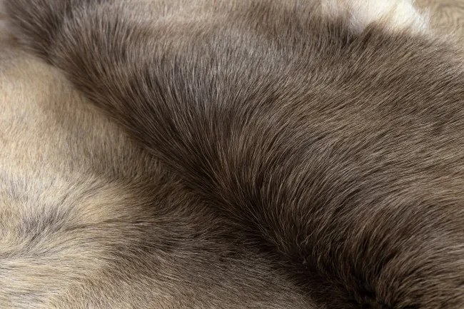 Koberec RENIFER POK012 PREMIUM sivý / béžový