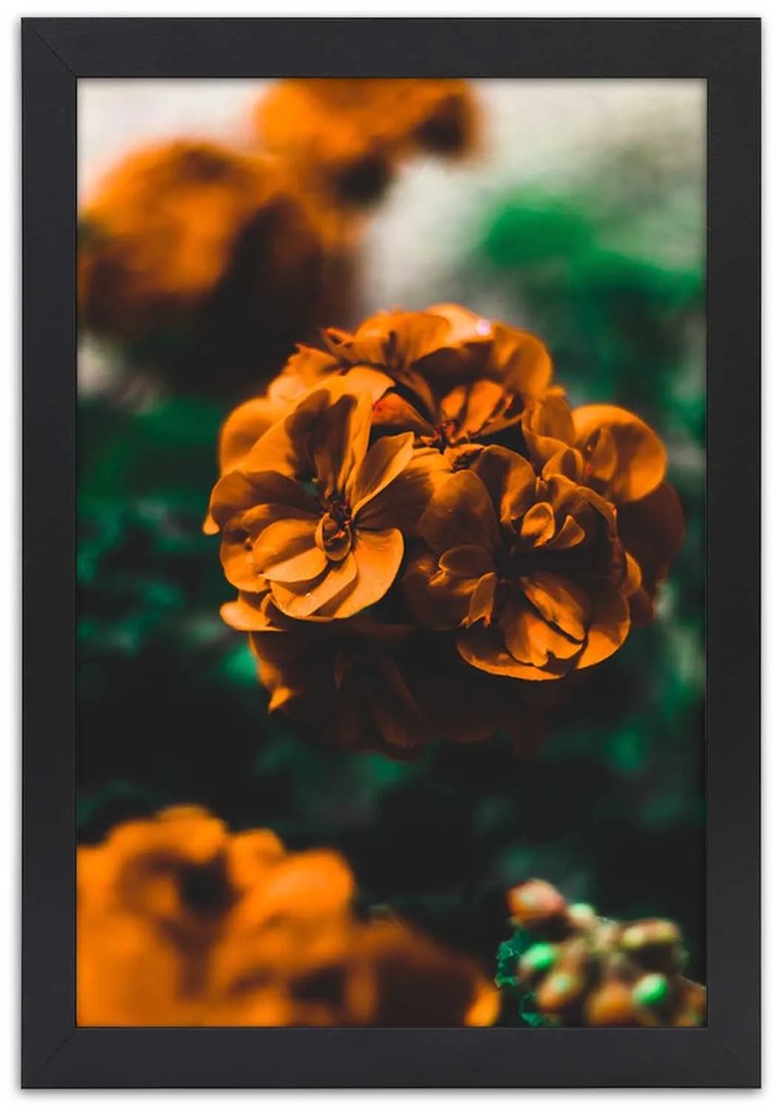 Gario Plagát Oranžové letné kvety Farba rámu: Čierna, Rozmery: 70 x 100 cm