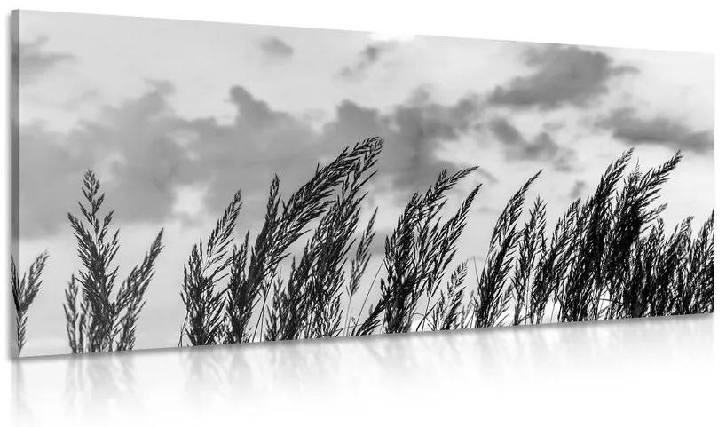 Obraz tráva v čiernobielom prevedení Varianta: 100x50