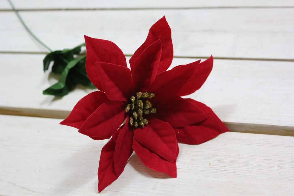 Mikulášsky kvet (v. 43 cm) - červený