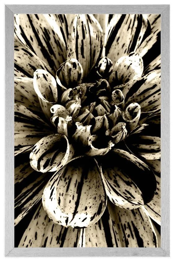 Plagát exotická dália v sépiovom prevedení - 20x30 white
