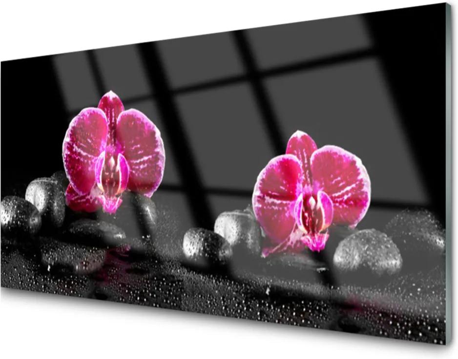 Obraz na akrylátovom skle Kvet Kamene Rastlina