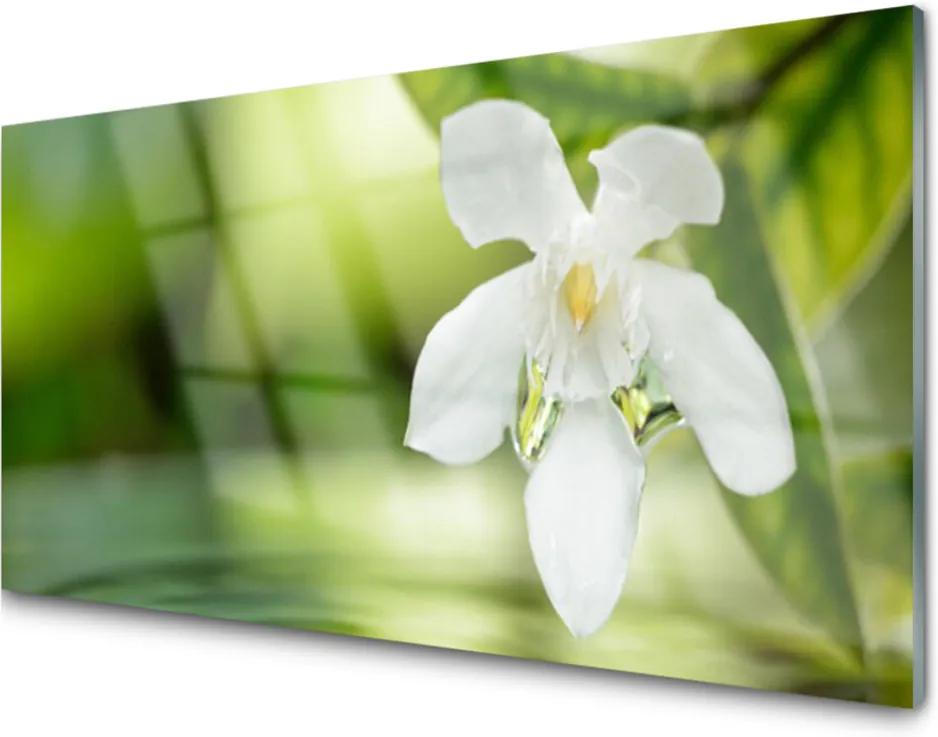 Obraz na akrylátovom skle Sklenený Kvet Listy