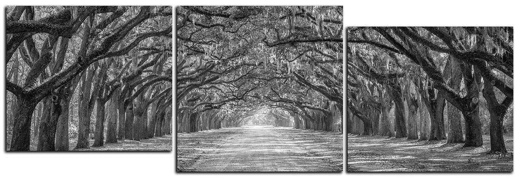 Obraz na plátne - Historické dubové stromy lemované poľnou cestou - panoráma 5239QE (120x40 cm)