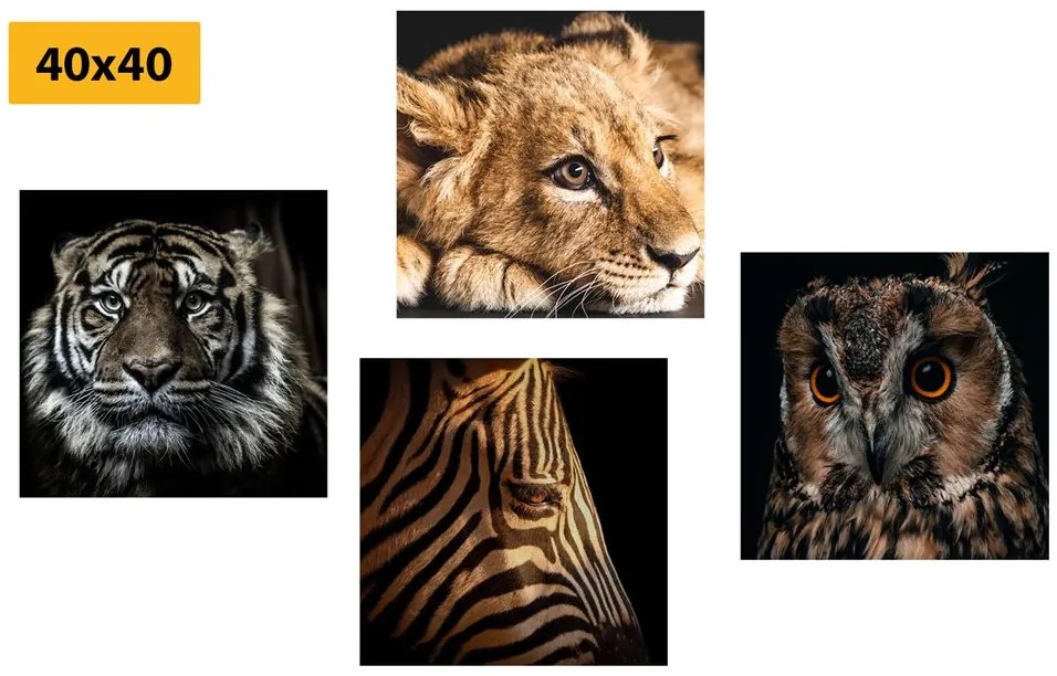 Set obrazov divoké zvieratá