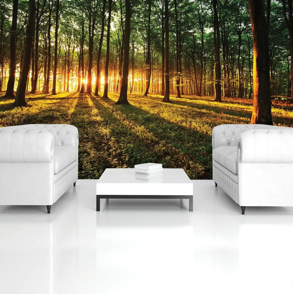 Fototapeta - Lúče lesom (254x184 cm)