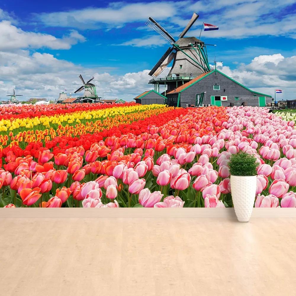 Fototapeta Vliesová Veterné mlyny v holandsku 250x104 cm
