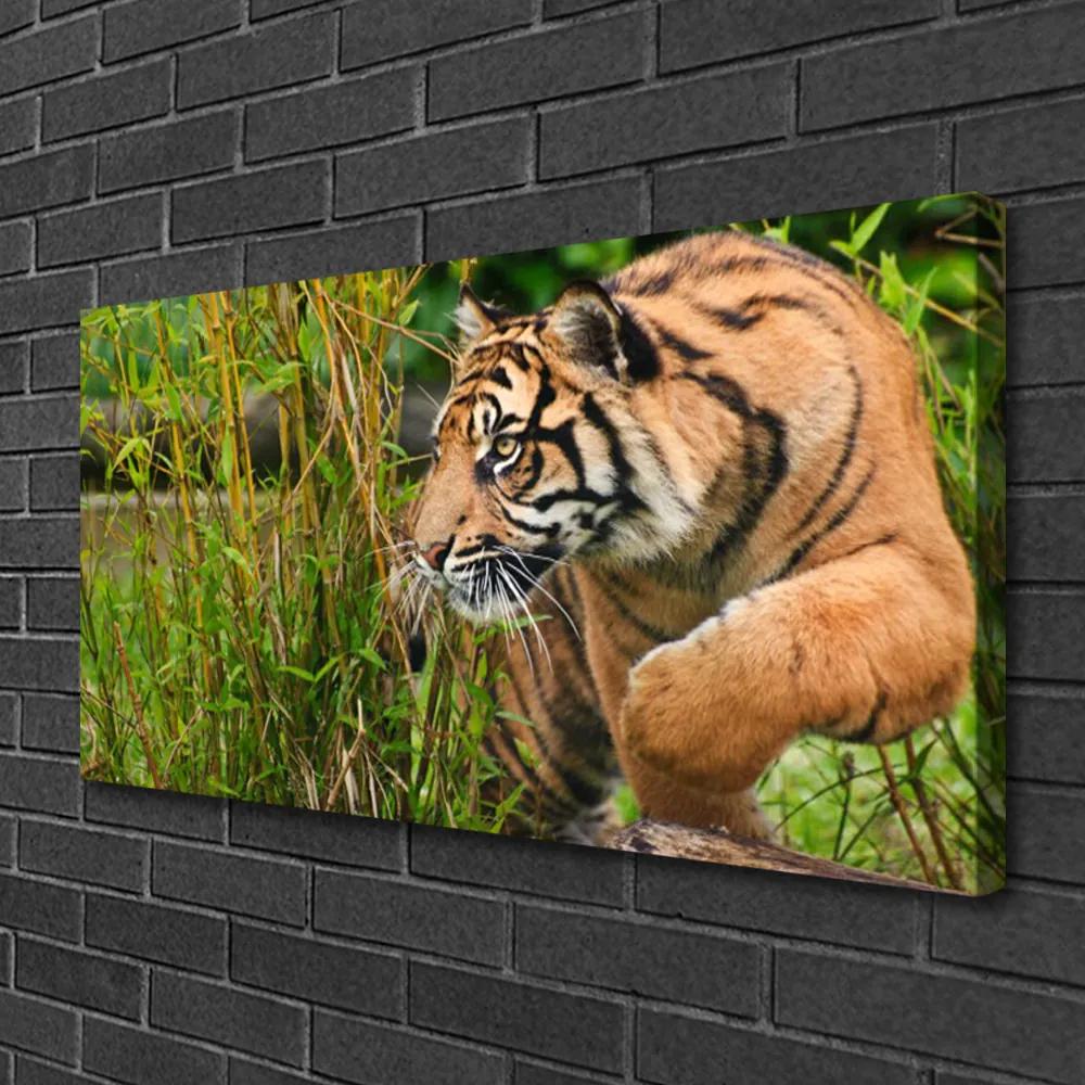 Obraz Canvas Tiger zvieratá 125x50 cm