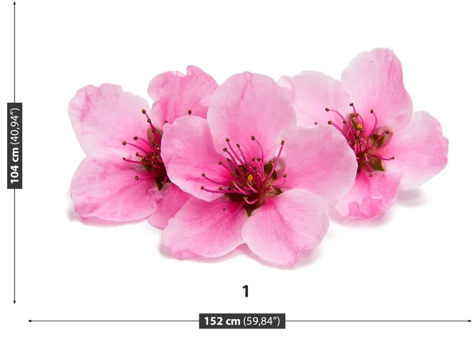 Fototapeta Vliesová Čerešňové kvety 250x104 cm