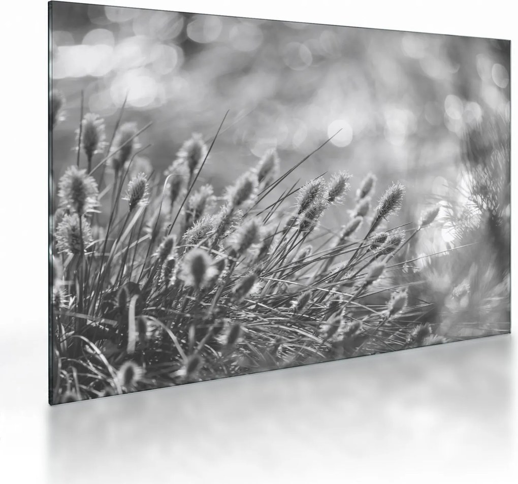 Sklenený obraz - Béžová soft grass N⁰1 (70x50 cm)