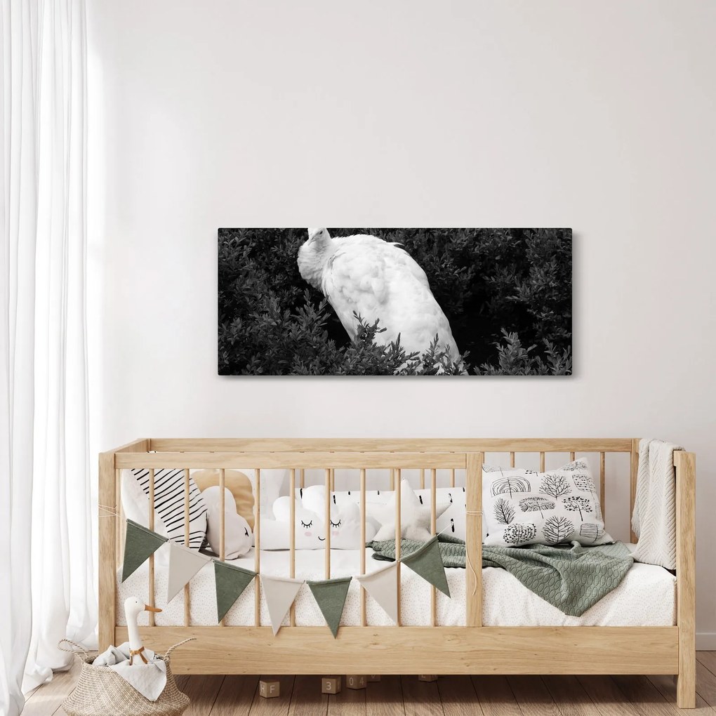 Obraz - Páv, čiernobiela (120x50 cm)