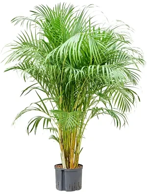 Areca lutescens 25/19 v.170 cm