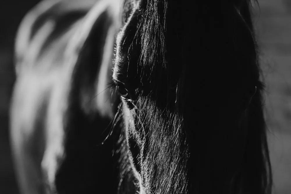 Obraz majestátny kôň v čiernobielom prevedení - 60x40