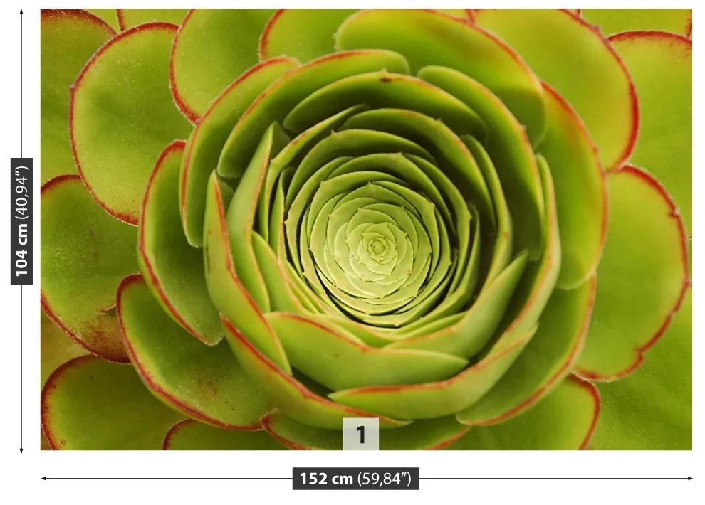 Fototapeta Vliesová Zelený kvet 416x254 cm