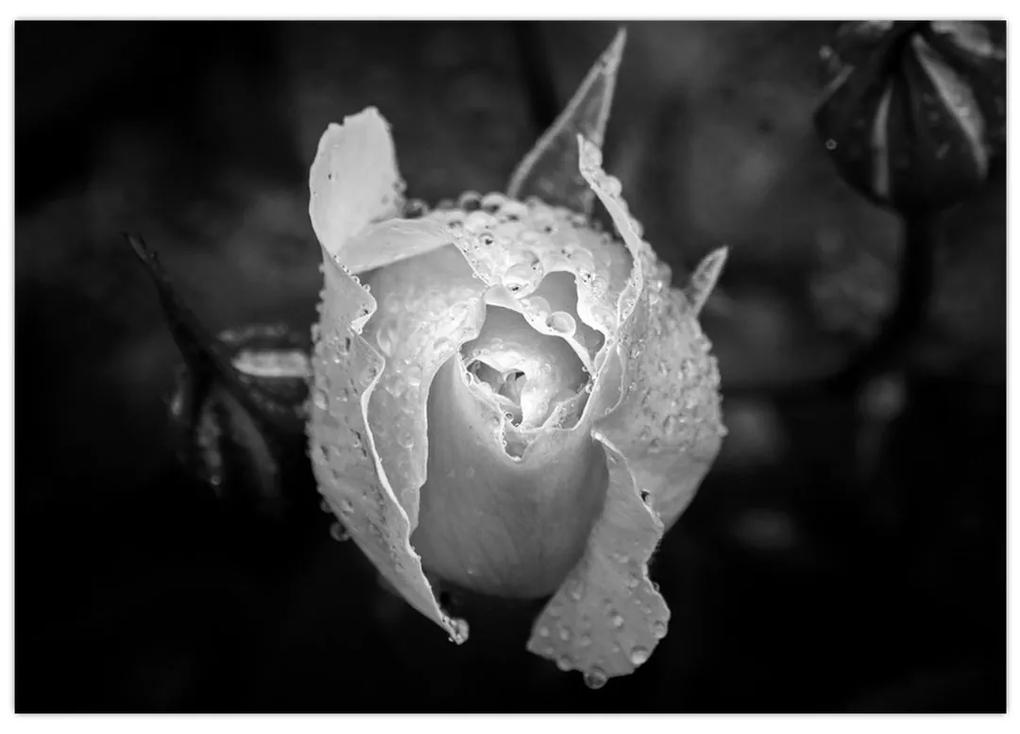 Obraz čiernobiele ruže