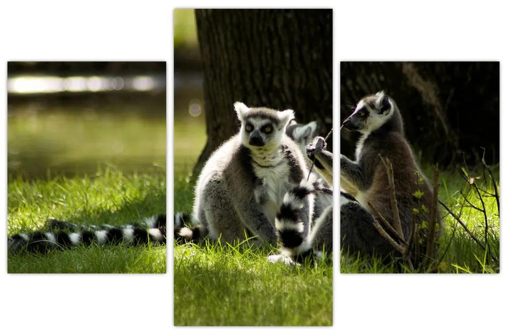 Obraz lemurov