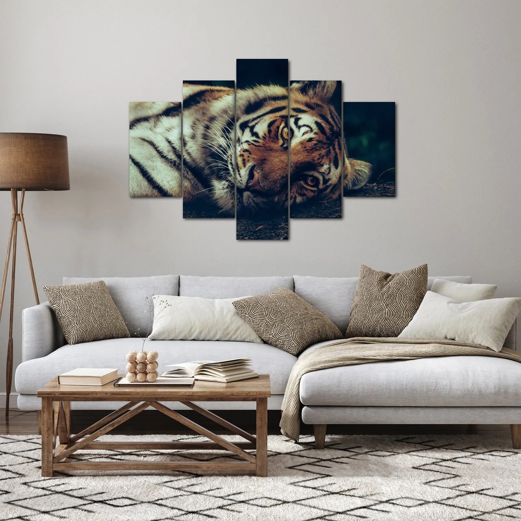 Obraz - Tiger Sibírsky (150x105 cm)