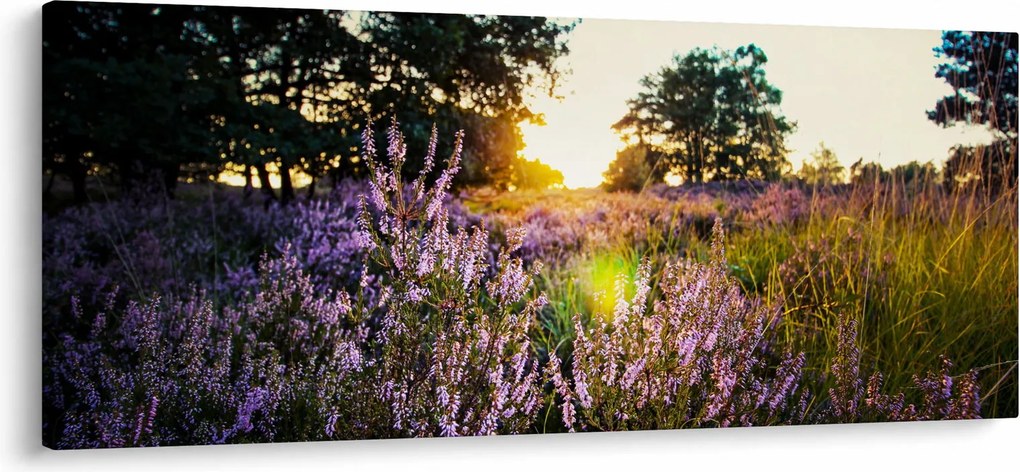 Obraz poľa levanduľou (120x50 cm)
